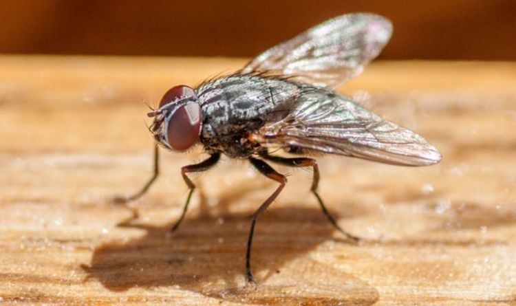 Tricks To Get Rid Of Flies