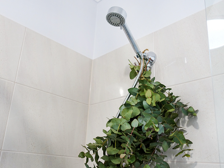 eucalyptus leaves in shower