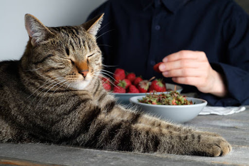 An In-Depth-Analysis of the Facts about Can Cats Eat Raspberries