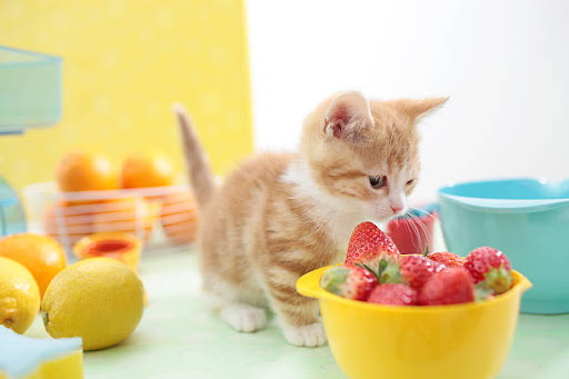 Cats can Eat Raspberries