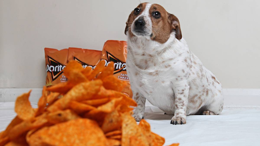 Can Dogs Eat Doritos